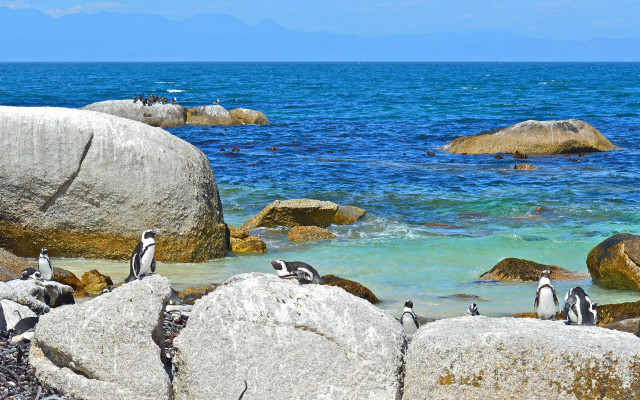 Penguins rocky shoreline ocean blue free wallpaper - medium preview image