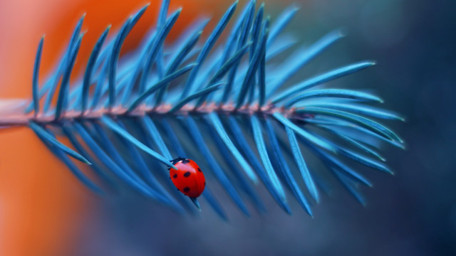 Ladybug blue pine branch macro free wallpaper - medium preview image