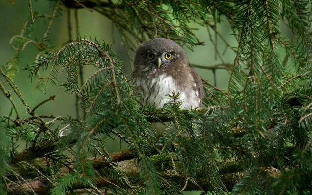 Bird bamboo forest jigsaw animal free wallpaper - medium preview image