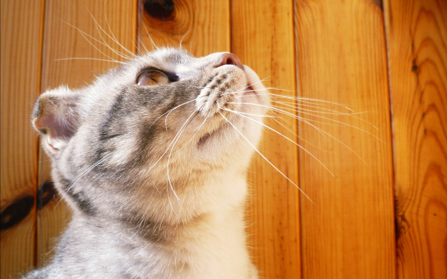 Cat looking up wooden wall free wallpaper - medium preview image