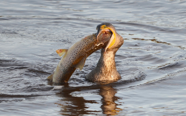 Fish biting fish water open free wallpaper - medium preview image