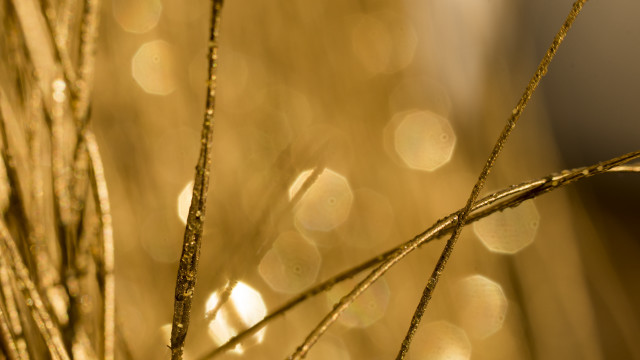 Plant water droplets macro sunset free wallpaper - medium preview image