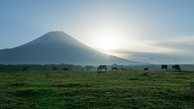 Cows grazing mountains sunset blue free wallpaper - medium preview image