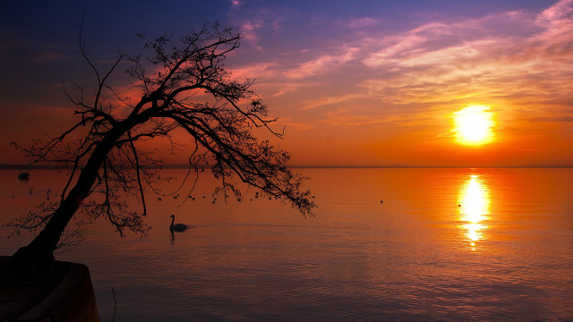 Tree water sunset ducks matte free wallpaper - medium preview image