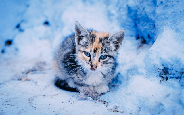 Kitten blue eyes snow curious free wallpaper - medium preview image
