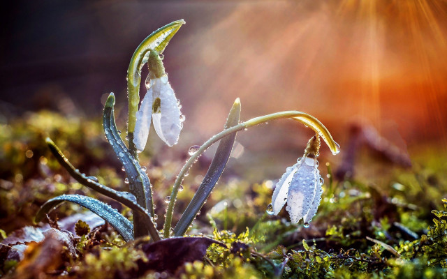 White flower field sunlight macro free wallpaper - medium preview image