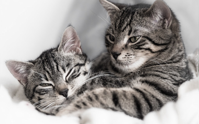 Two cats cuddling sleeping bed free wallpaper - medium preview image