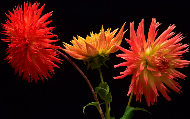 Three flowers vase table black free wallpaper - medium preview image