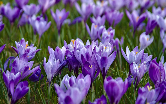 Purple flower field bokeh macro #2 free wallpaper - medium preview image