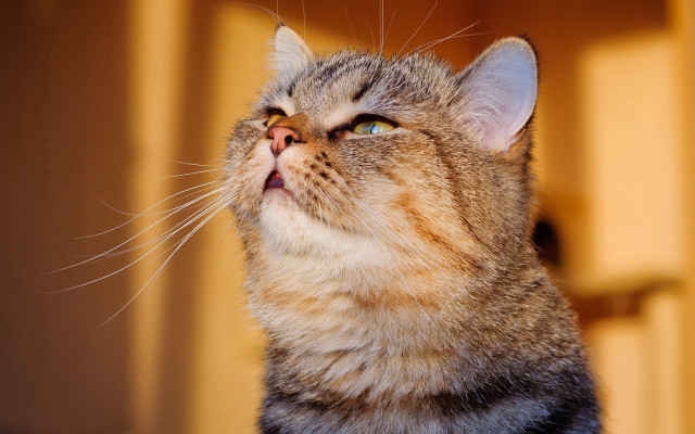 Cat wide eyes yellow wall free wallpaper - medium preview image