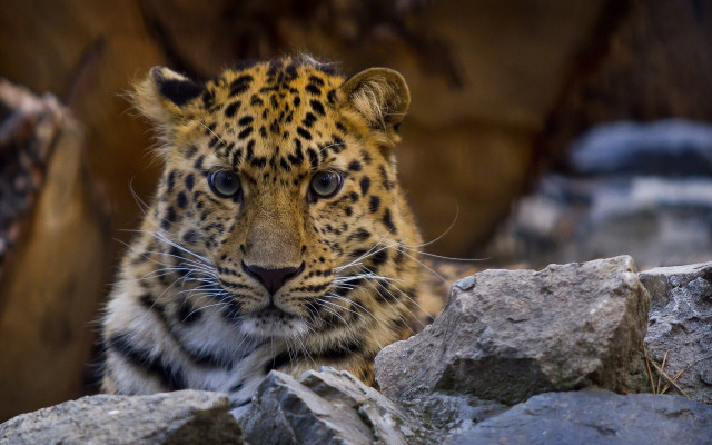 Leopard rock tree woods depthfield free wallpaper - medium preview image