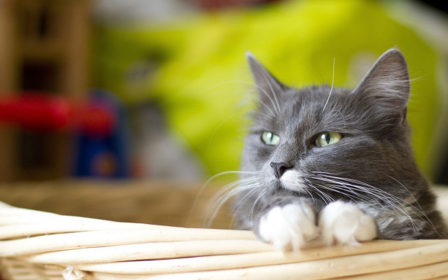 Black cat serious look basket free wallpaper - medium preview image