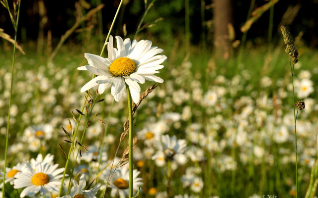 Daisy field flower bokeh nature free wallpaper - medium preview image