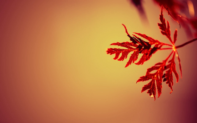Red leaf branch yellow gradient free wallpaper - medium preview image