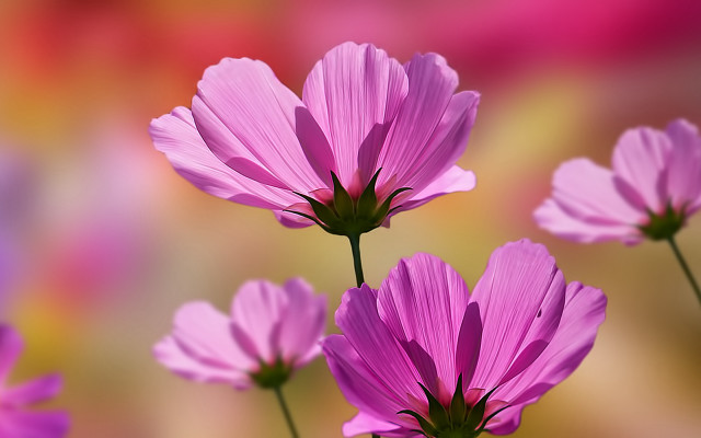 Pink flower bokeh macro background free wallpaper - medium preview image