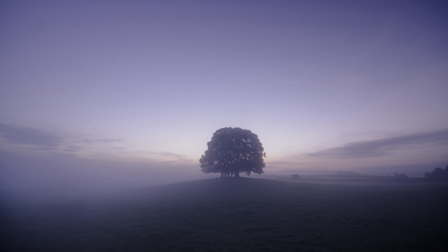 Lone tree foggy field purple free wallpaper - medium preview image