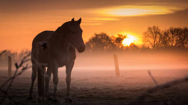Horse field sunset fog autumn free wallpaper - medium preview image