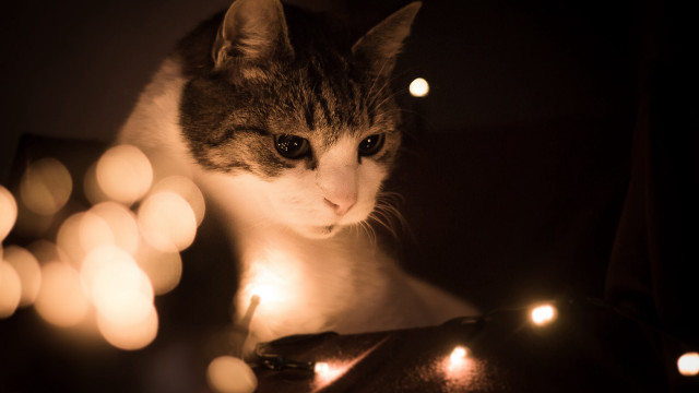 Cat table lights candle renaissance free wallpaper - medium preview image