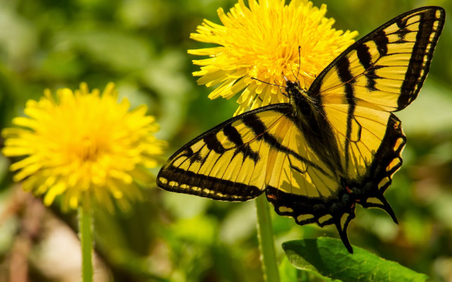 Yellow butterfly dandelion field summer free wallpaper - medium preview image