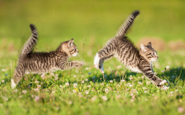 Kittens playing field flower motion free wallpaper - medium preview image