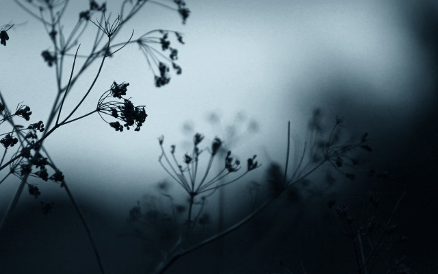 Plant bug fence moon trees free wallpaper - medium preview image