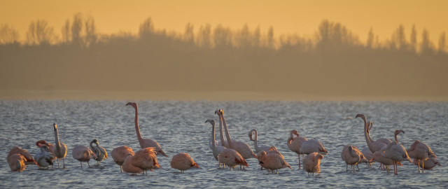 Flamingos water sunset trees ecological free wallpaper - medium preview image