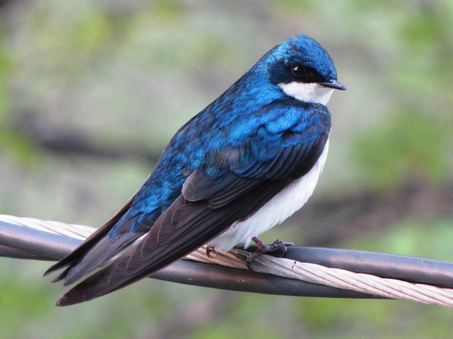 Blue white bird wire fence free wallpaper - medium preview image