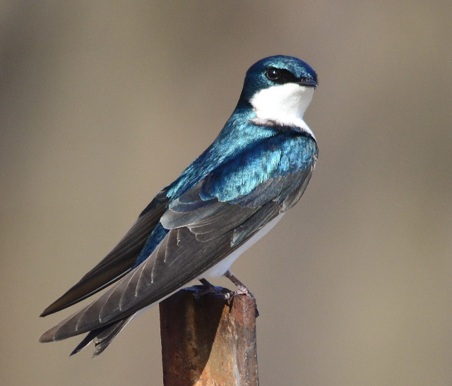 Blue white bird on wooden free wallpaper - medium preview image