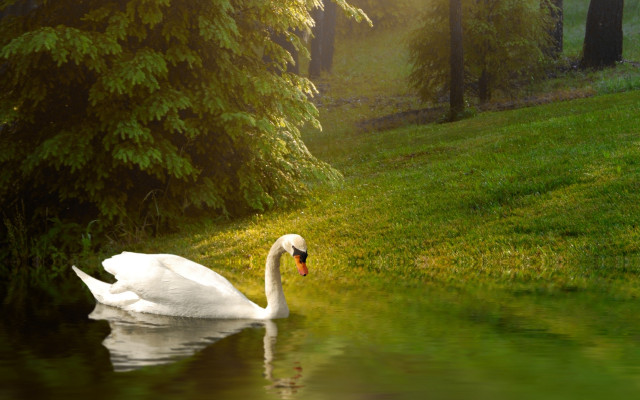 White swan water tree lawn free wallpaper - medium preview image