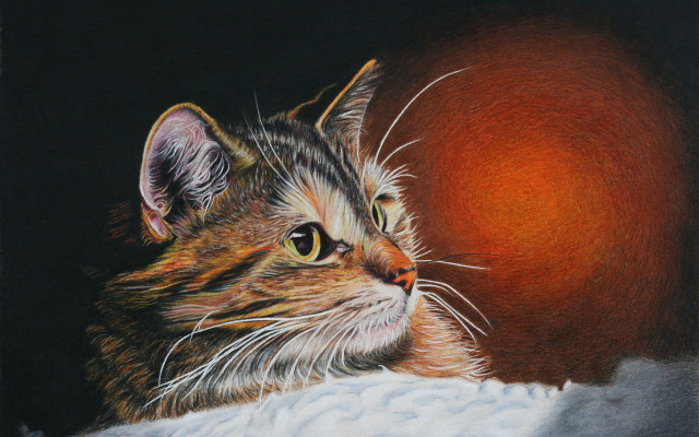 Cat blanket orange background portrait free wallpaper - medium preview image
