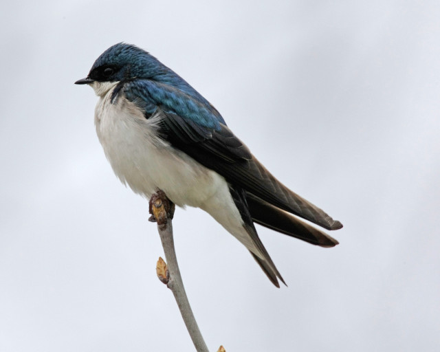Bird branch sky background leaves free wallpaper - medium preview image