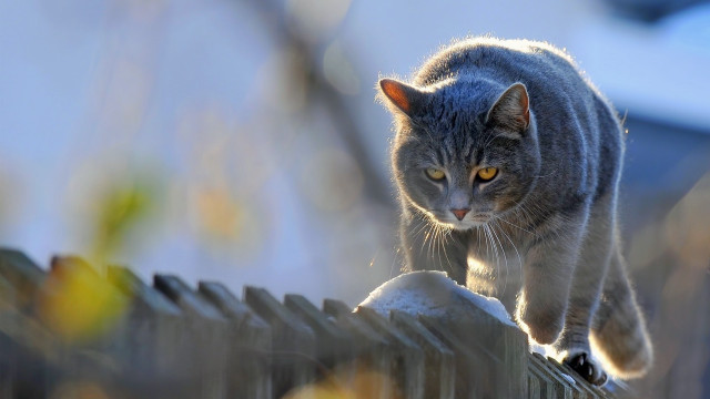 Cat fence yellow eyes graffiti free wallpaper - medium preview image