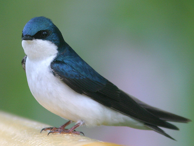 Blue bird perched on banana free wallpaper - medium preview image