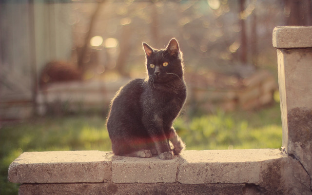 Cat ledge sunshine grass house free wallpaper - medium preview image