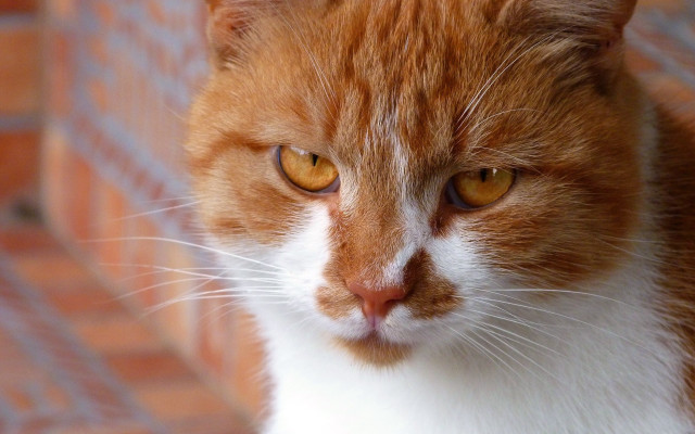 Cat closeup brickwall floor realistic free wallpaper - medium preview image