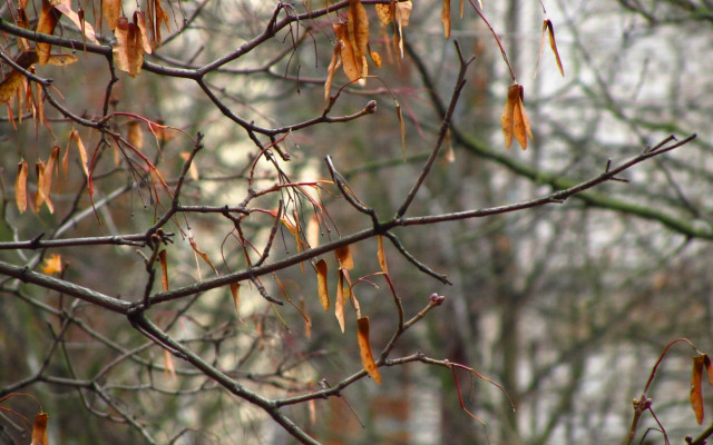Tree brown leaves fence autumn free wallpaper - medium preview image