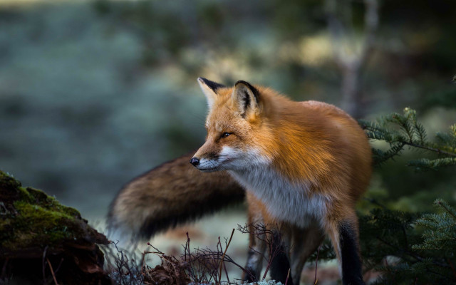 Red fox tree forest wildlife free wallpaper - medium preview image