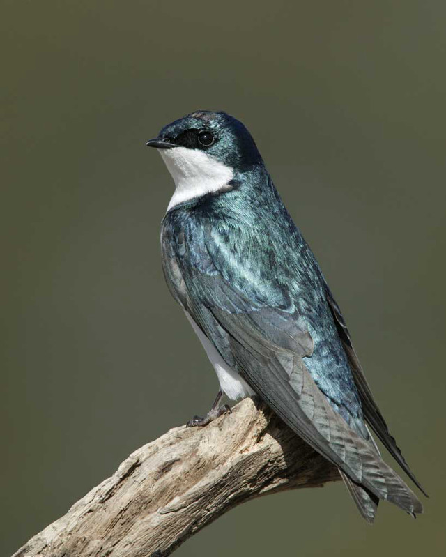 Bird branch green background gray free wallpaper - medium preview image