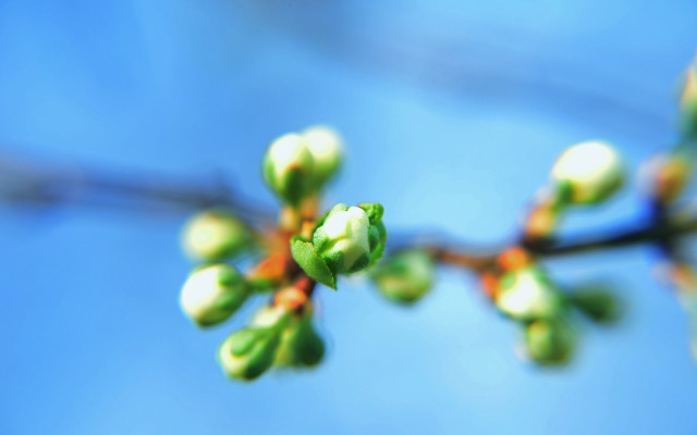 Branch buds leaves blue sky free wallpaper - medium preview image