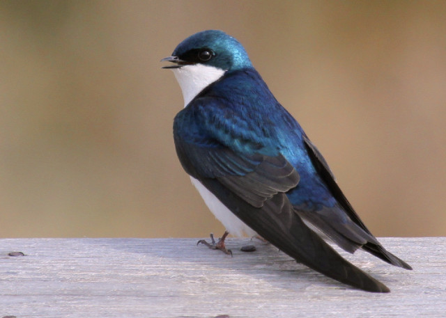 Blue white bird wooden surface free wallpaper - medium preview image