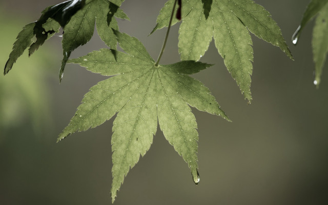 Green leaf water drops macro #33 free wallpaper - medium preview image