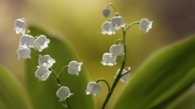 Flower macro blurry background depth #2 free wallpaper - medium preview image