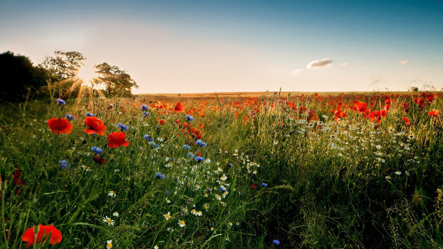Flower field sunset sky trees free wallpaper - medium preview image