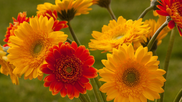 Flowers vase table grass blurry free wallpaper - medium preview image