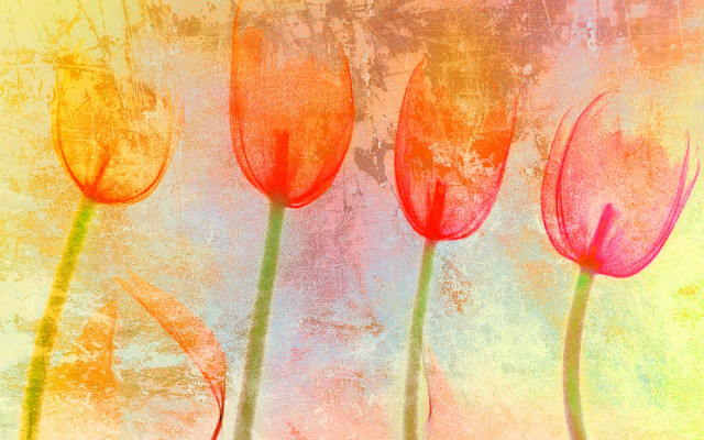 Red flowers yellow background blue free wallpaper - medium preview image