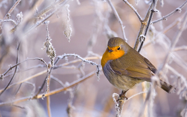 Ice frosted branch bird yellow free wallpaper - medium preview image