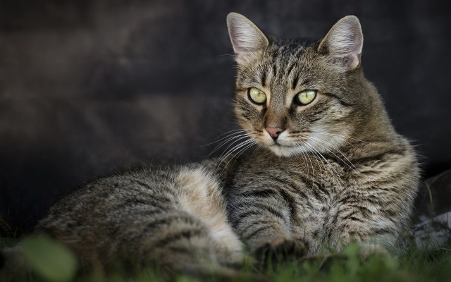 Sad cat laying in grass free wallpaper - medium preview image
