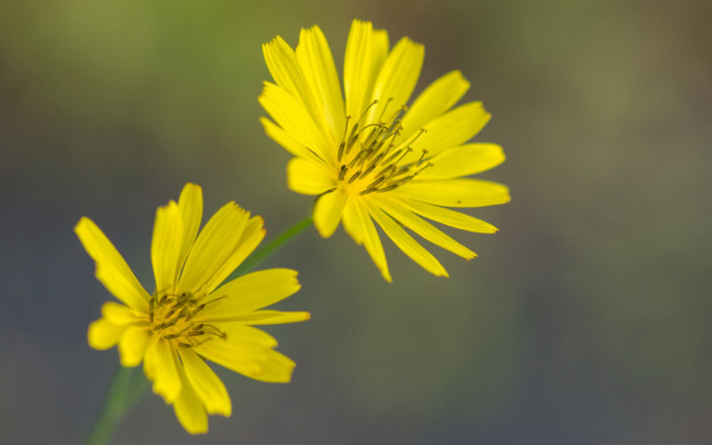 Yellow flower daisy lotus sunflower free wallpaper - medium preview image