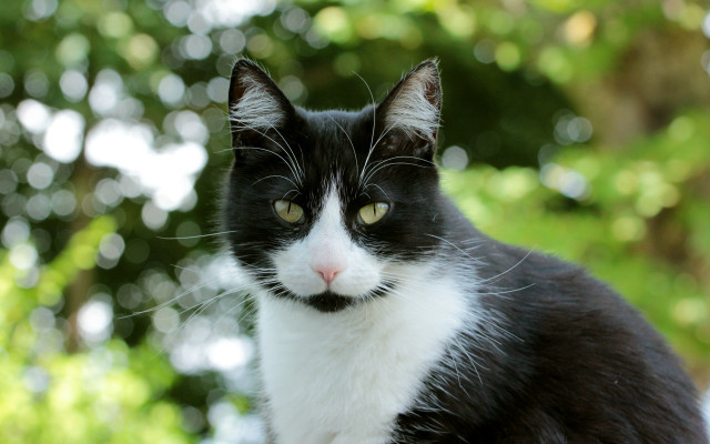 Black white cat forest christmas free wallpaper - medium preview image
