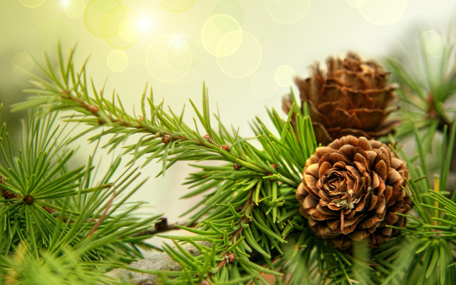 Pine cone branch bokeh light free wallpaper - medium preview image